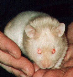 georgeinhand.jpg - 15336 Bytes
